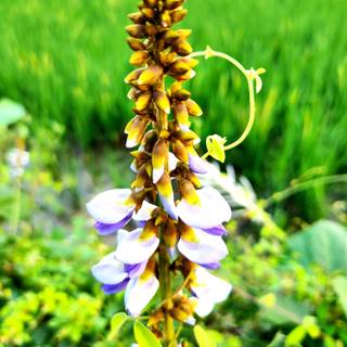 wildflora,purpleflower