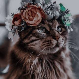 Cute cat 4k wallpaper 