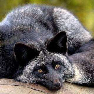 Silver fox 