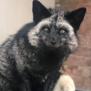 Silver fox 