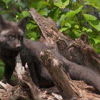 Silver Fox cub