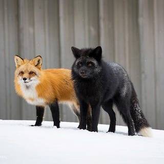 Fox and silver fox