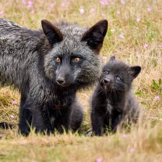 Silver Fox cub