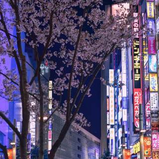 I miss this tree it took my hat T^T