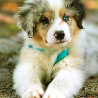 I LOVE THIS DOG IT IS SOOO CUTE 