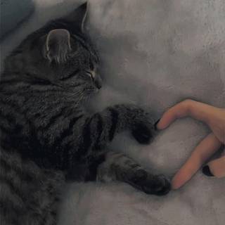human playing with cat