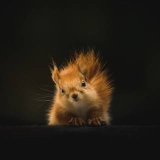 cute squirl wallpaper 4k
