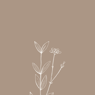 Aesthetic flowers for iPhone and IOS or Android