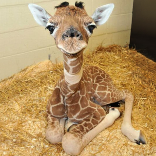 Cute Baby Giraffe.