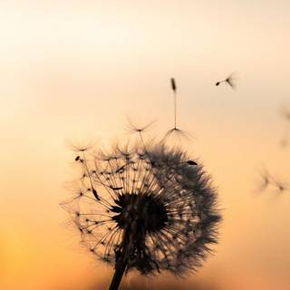 Sunny flower 4k wallpaper 