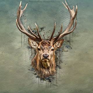 red deer