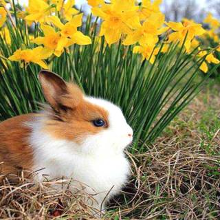 Cute rabbit in flower garden