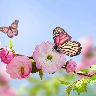 Pretty spring flowers wallpaper 4k 