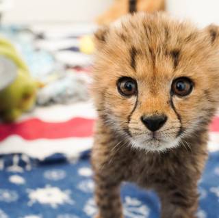 Cheetah cub HD wallpaper