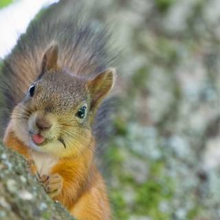repost if you think this squirell is cute
