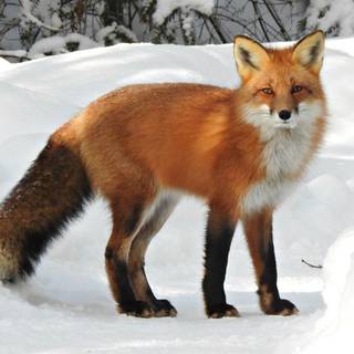 Red fox HD wallpaper