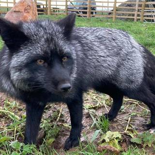 Silver Fox HD wallpaper