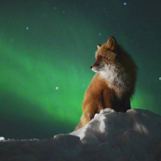 The Northern Lights with the fox