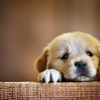 cute sad dog 