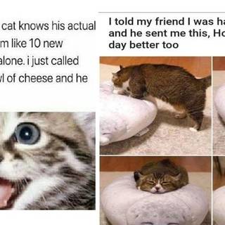 Cat memes!