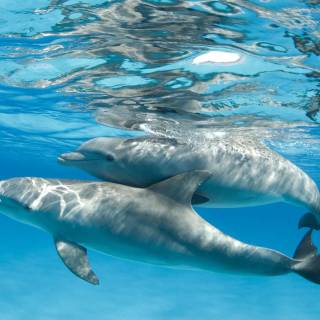 Amazing Dolphins!