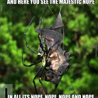 a funny spider meme