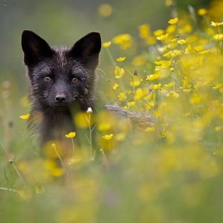 Silver Fox cub
