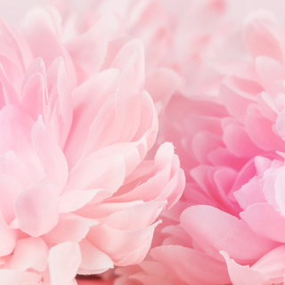 Crisantemo Flor Suave Rosa