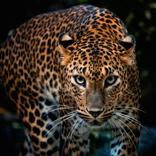 Jaguar 4k wallpaper