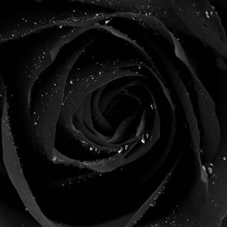 Black rose wallpaper