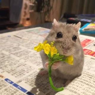 hampster with fowers