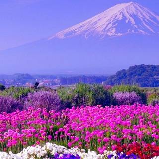 Flower in Japan 4k wallpaper