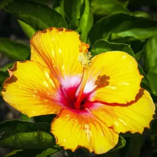The Yellow Hibiscus (flower of Hawaii)