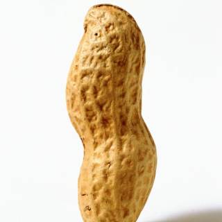 penut a litteral penut