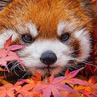 Cute red panda