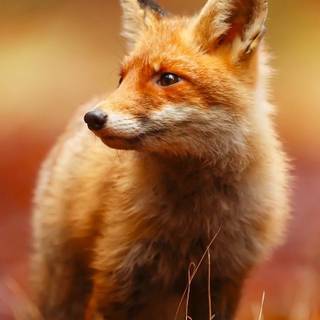 Fox Cub wallpaper