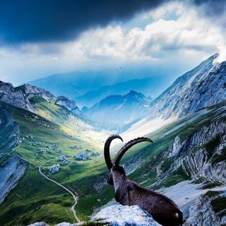 Mountain Goat on the mountains