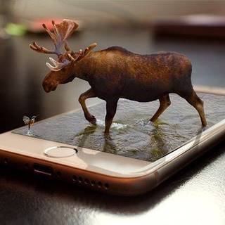 Moose live wallpaper 