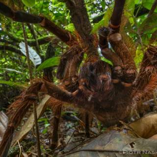 goliath birdeater threat pose