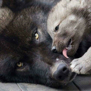 Wolves!