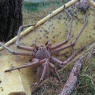 the giant huntsman spider 1