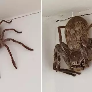 the giant huntsman spider 2