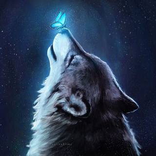 Wolf wallpaper