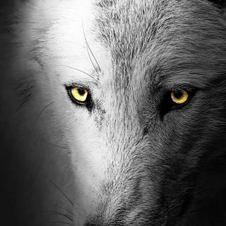 Wolf wallpaper