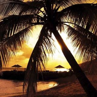 Palm tree sunset 4k wallpaper