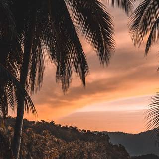 Palm tree sunset 4k wallpaper