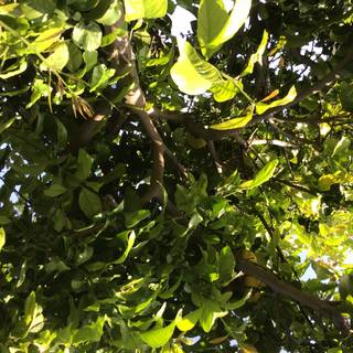 my lemon tree