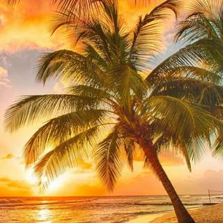 Palm tree sunset 4k wallpaper