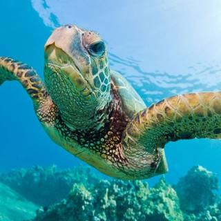 4K sea turtle wallpapers