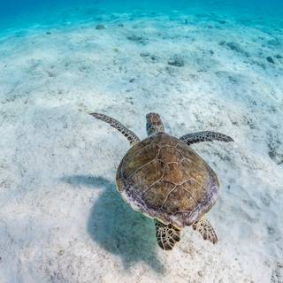 4K sea turtle wallpapers